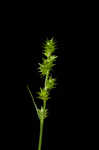 Bur-reed sedge